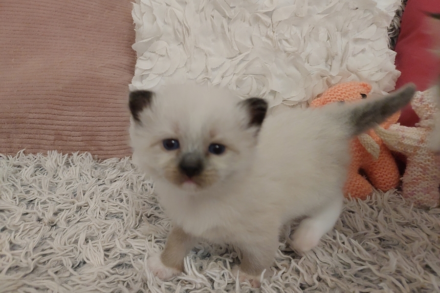 LAVAZZA Pure Posh*PL