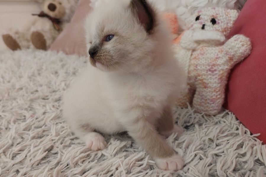 LAVAZZA Pure Posh*PL