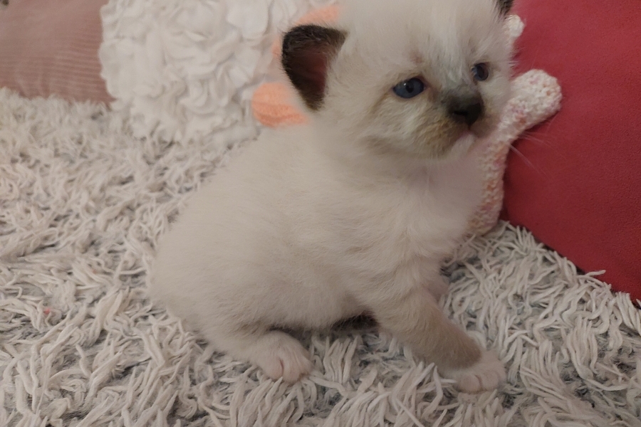 LAVAZZA Pure Posh*PL