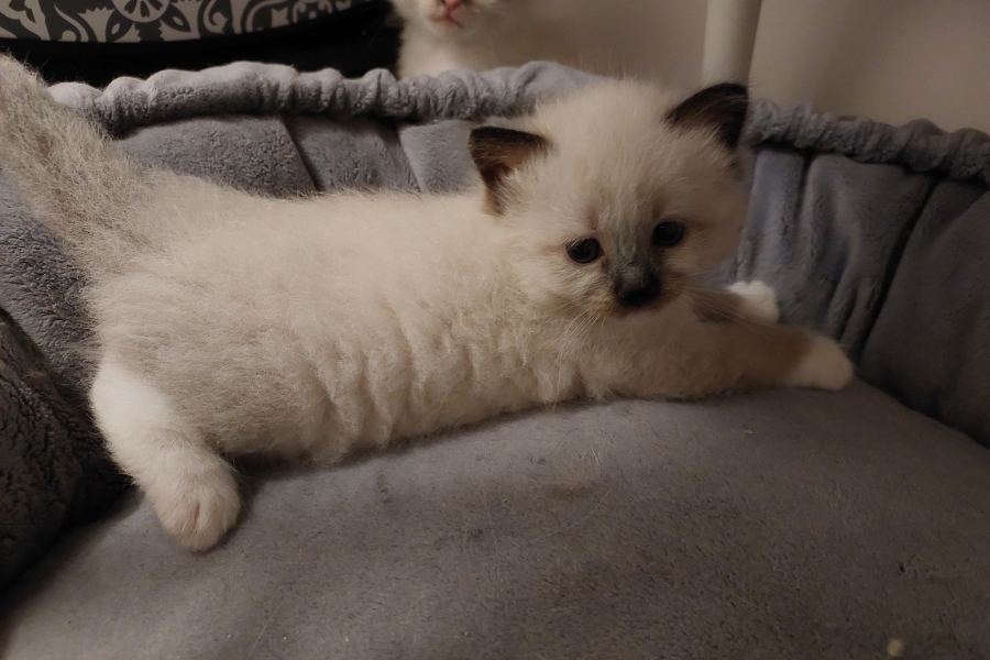 LAVAZZA Pure Posh*PL