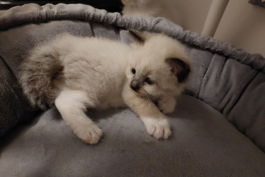 LAVAZZA Pure Posh*PL