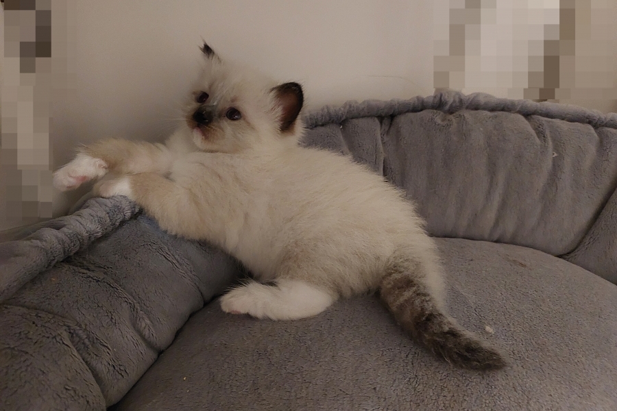 LAVAZZA Pure Posh*PL