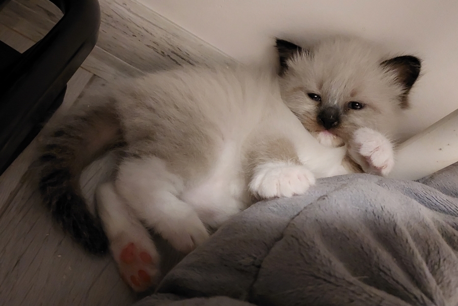 LAVAZZA Pure Posh*PL