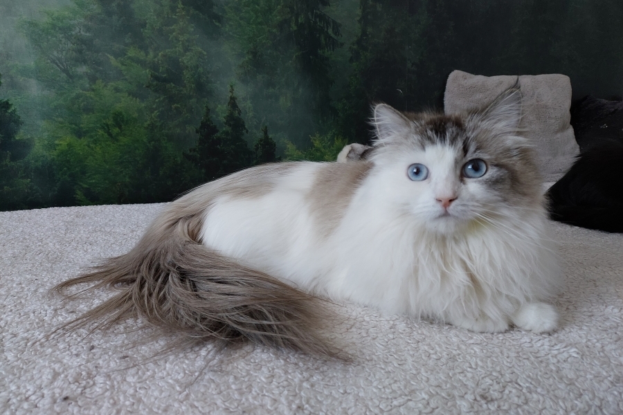 CHAMPION JACQUELINE Indigo Dream