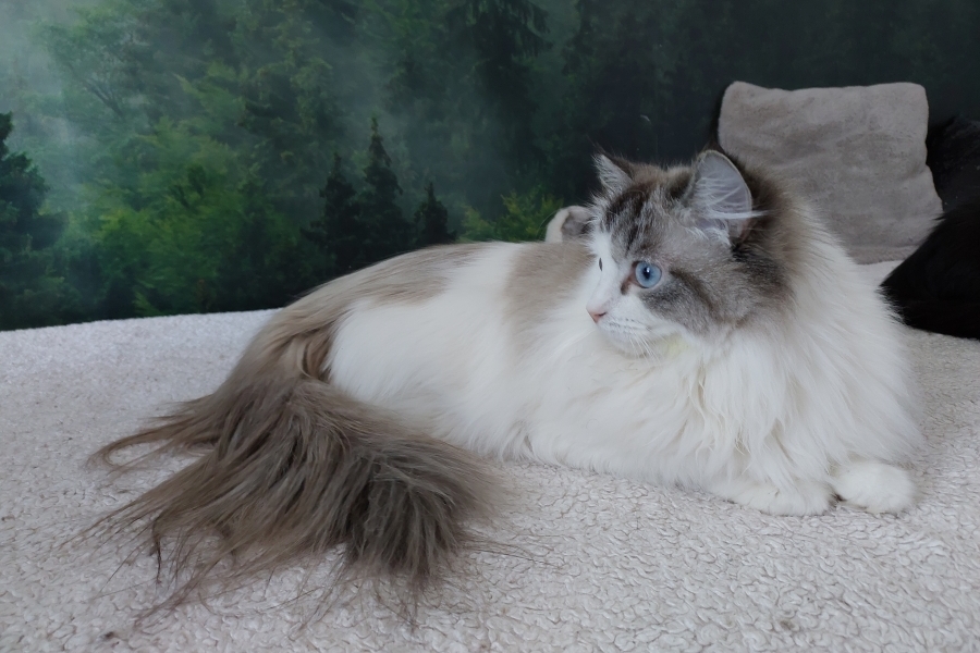 CHAMPION JACQUELINE Indigo Dream