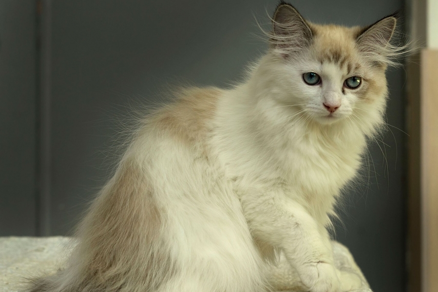 CHAMPION JACQUELINE Indigo Dream