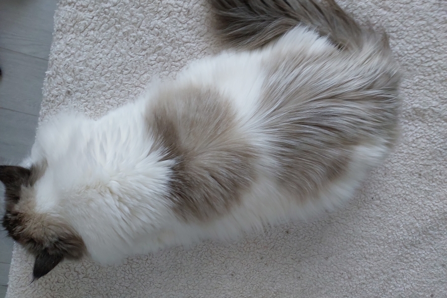 CHAMPION JACQUELINE Indigo Dream