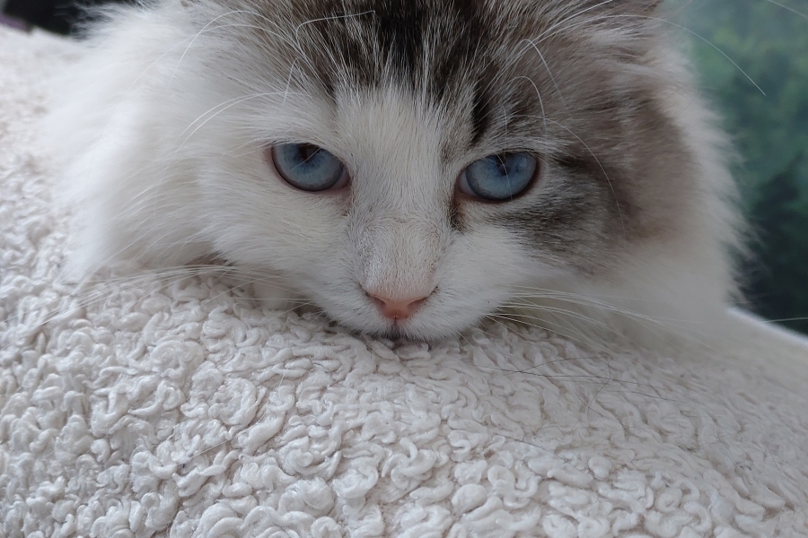 CHAMPION JACQUELINE Indigo Dream