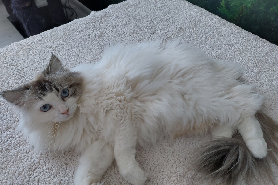 CHAMPION JACQUELINE Indigo Dream