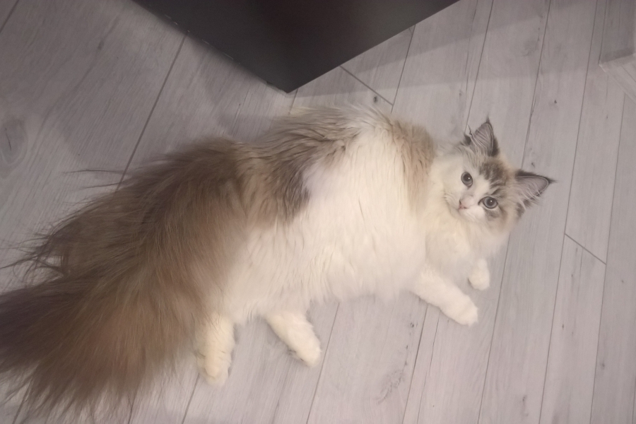 CHAMPION JACQUELINE Indigo Dream