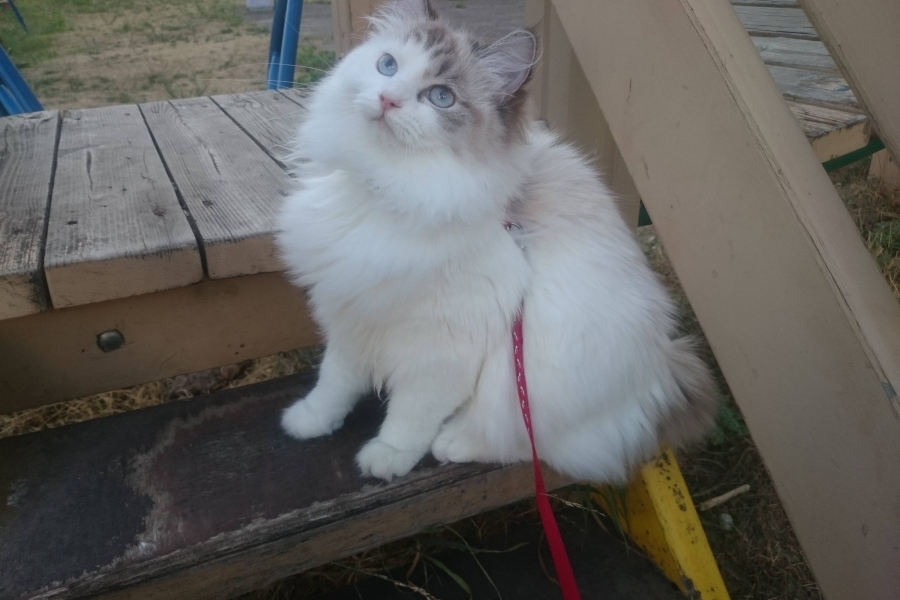 CHAMPION JACQUELINE Indigo Dream