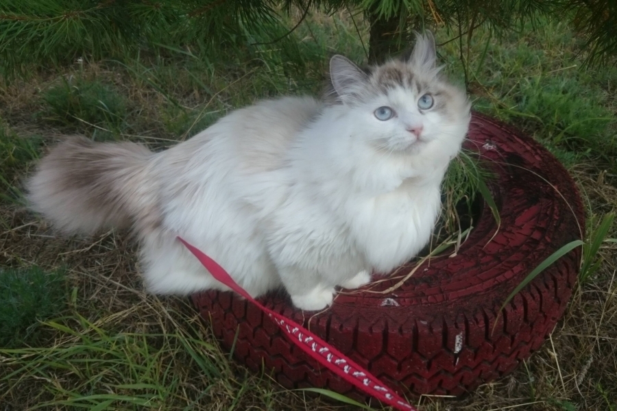 CHAMPION JACQUELINE Indigo Dream