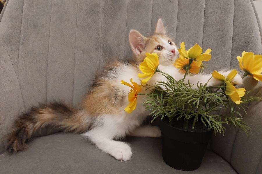 KADARKA Pure Posh*PL