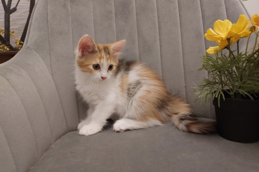 KADARKA Pure Posh*PL