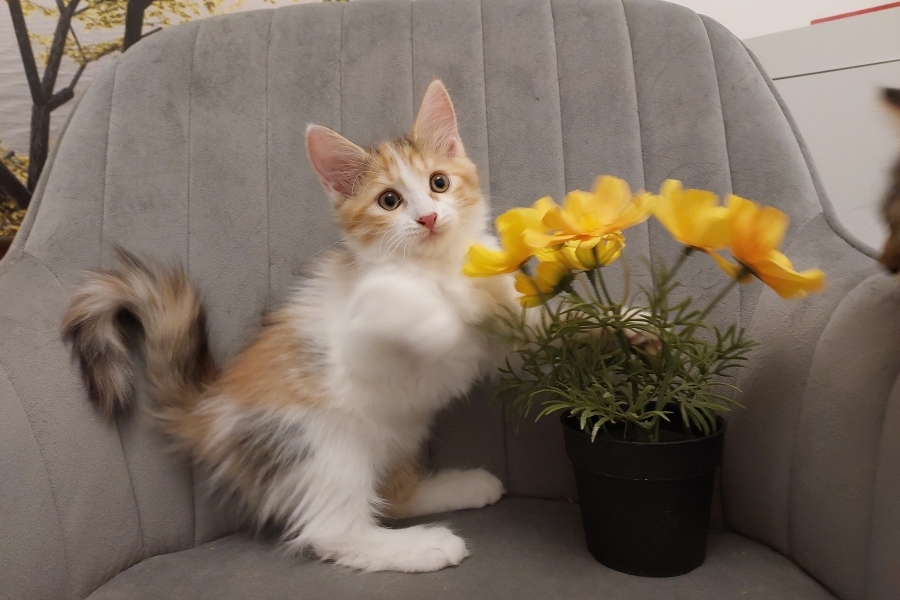 KADARKA Pure Posh*PL