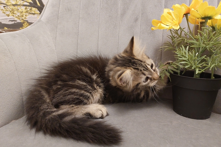 KOLKHIDA Pure Posh*PL