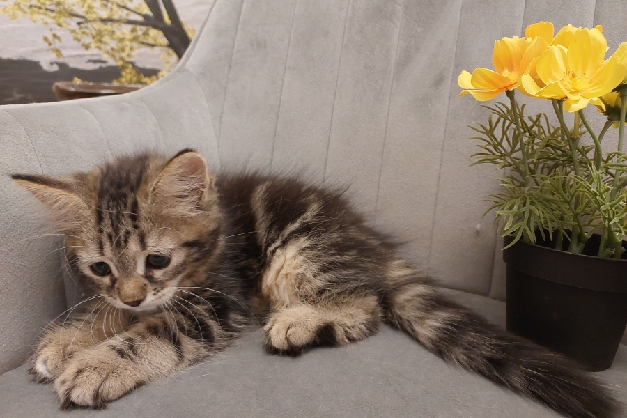 KOLKHIDA Pure Posh*PL