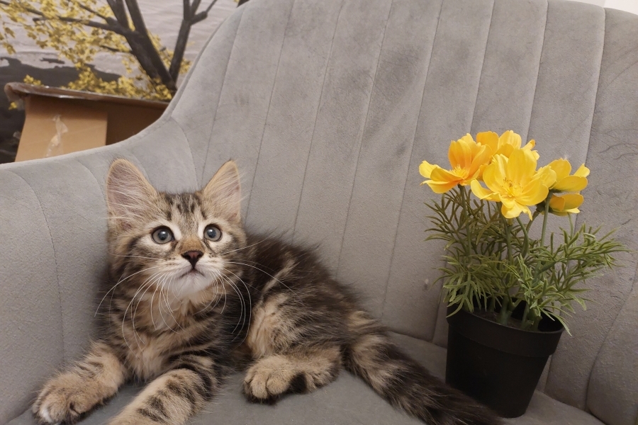 KOLKHIDA Pure Posh*PL