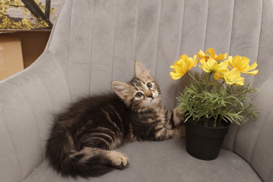 KOLKHIDA Pure Posh*PL