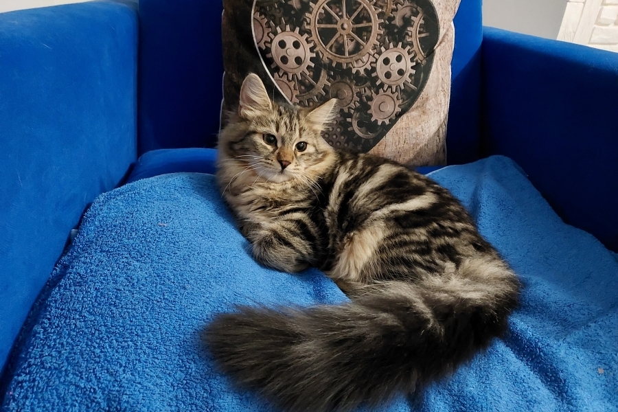 KOLKHIDA Pure Posh*PL