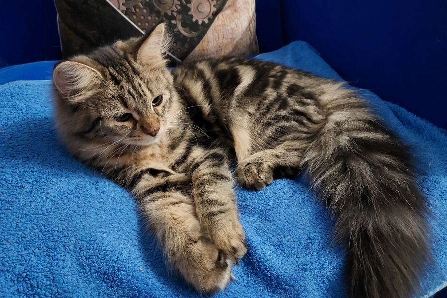 KOLKHIDA Pure Posh*PL