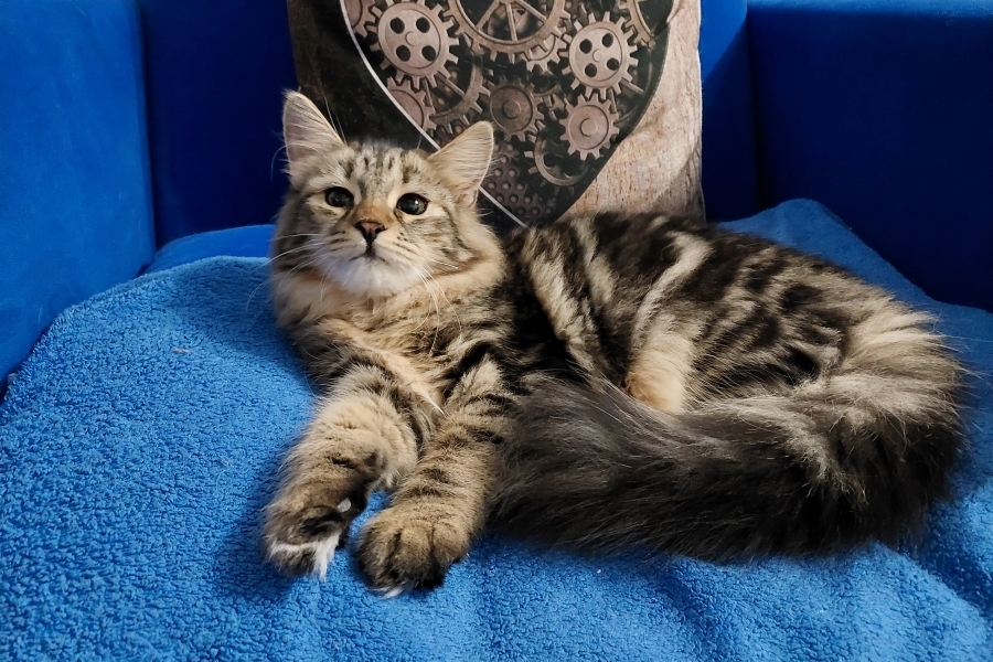 KOLKHIDA Pure Posh*PL