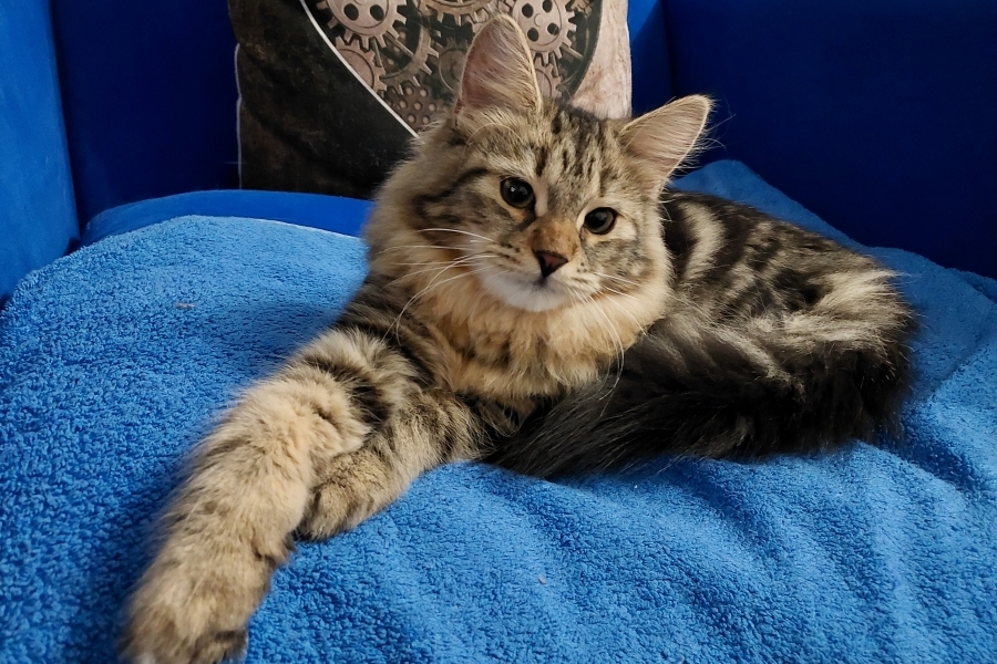 KOLKHIDA Pure Posh*PL