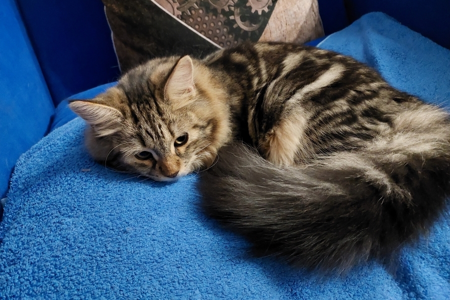 KOLKHIDA Pure Posh*PL