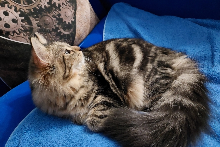 KOLKHIDA Pure Posh*PL