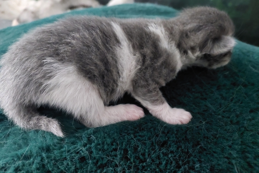 PINOT GRIGGIO Pure Posh*PL