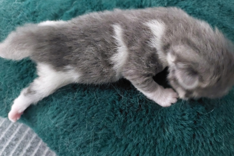 PINOT GRIGGIO Pure Posh*PL