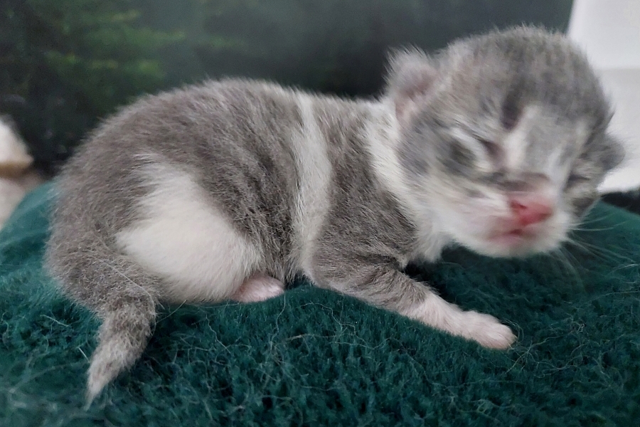 PINOT GRIGGIO Pure Posh*PL