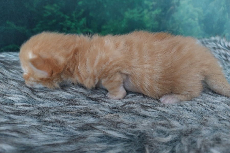 ORANGE BITTER Pure Posh*PL