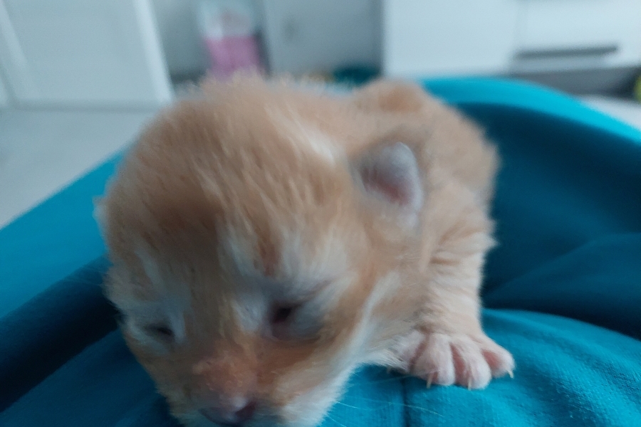 ORANGE BITTER Pure Posh*PL