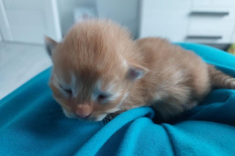 ORANGE BITTER Pure Posh*PL