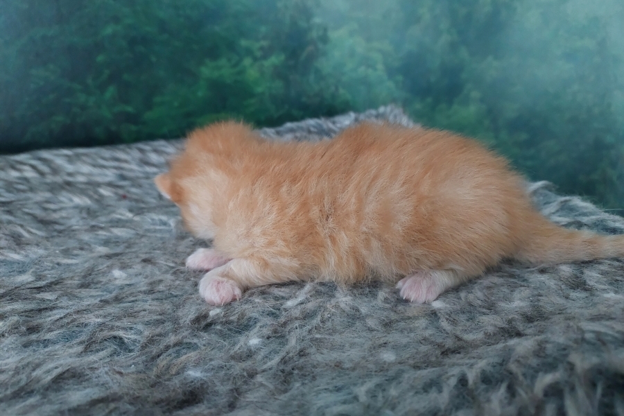 ORANGE SAFARI Pure Posh*PL