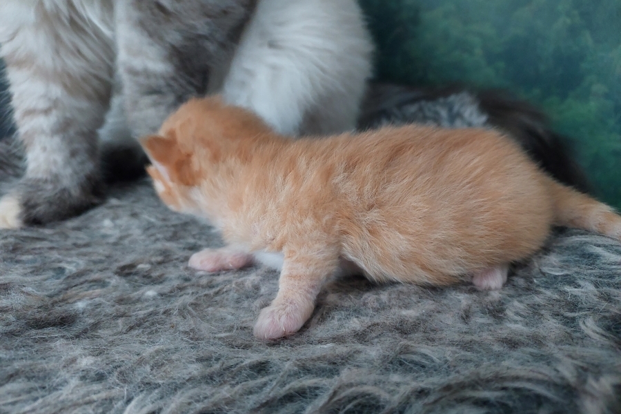 ORANGE SAFARI Pure Posh*PL