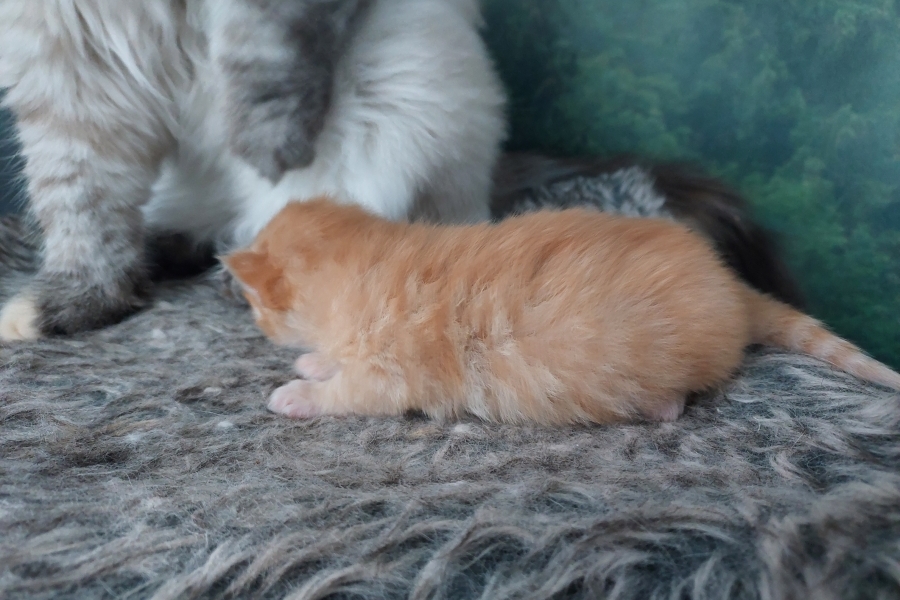 ORANGE SAFARI Pure Posh*PL