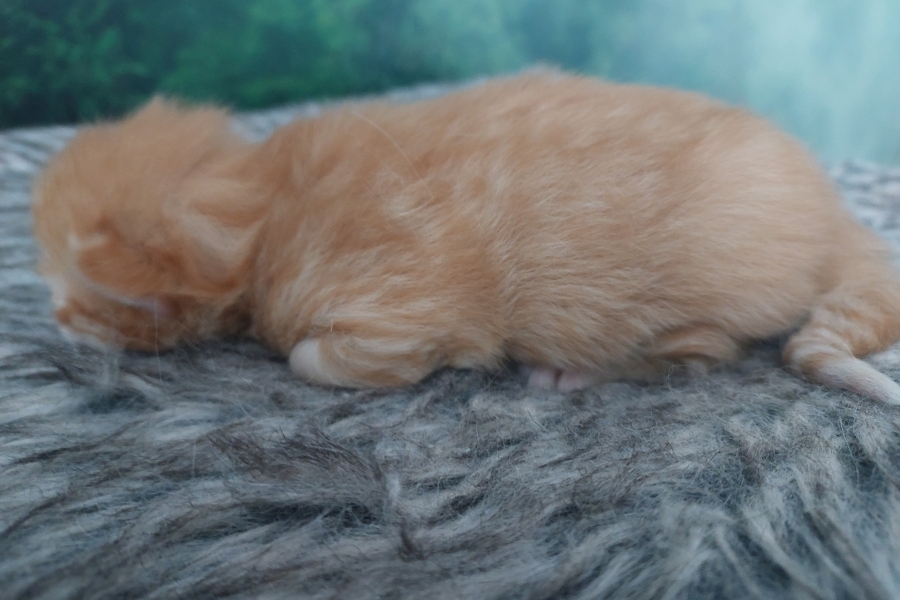 ORANGE SUMMIT Pure Posh*PL