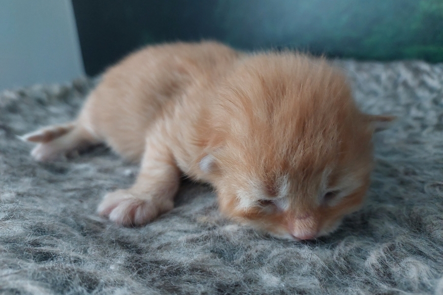 ORANGE SUMMIT Pure Posh*PL