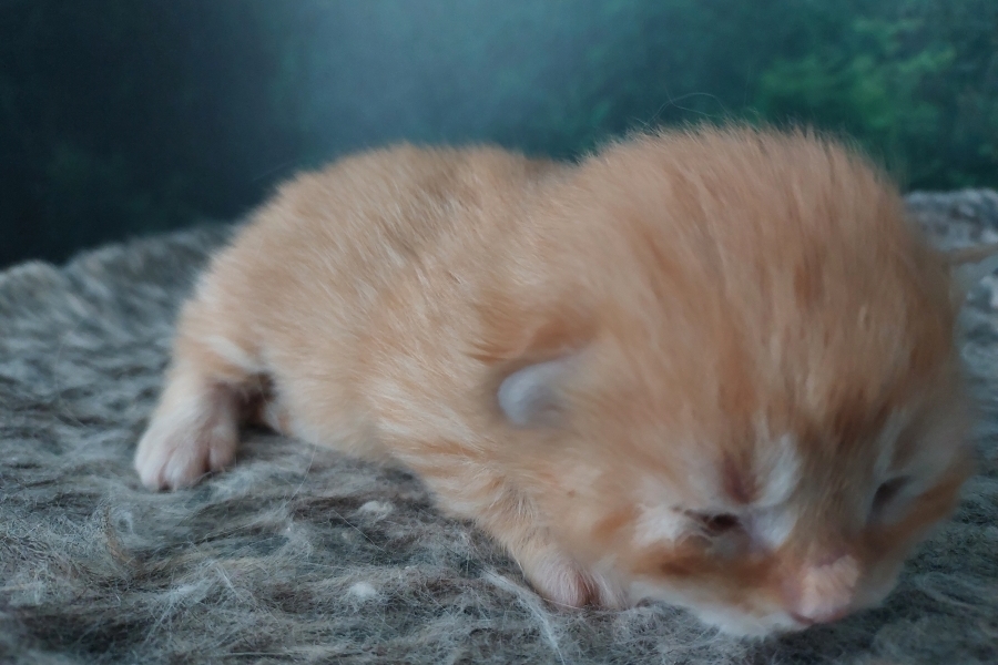 ORANGE SUMMIT Pure Posh*PL