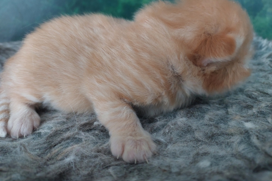 ORANGE SUMMIT Pure Posh*PL