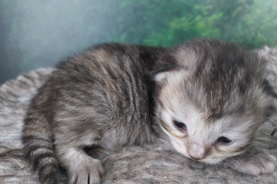 ORSYNIA Pure Posh*PL