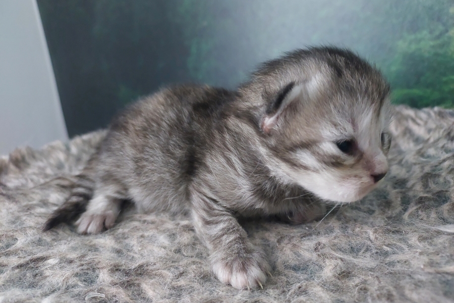 ORSYNIA Pure Posh*PL