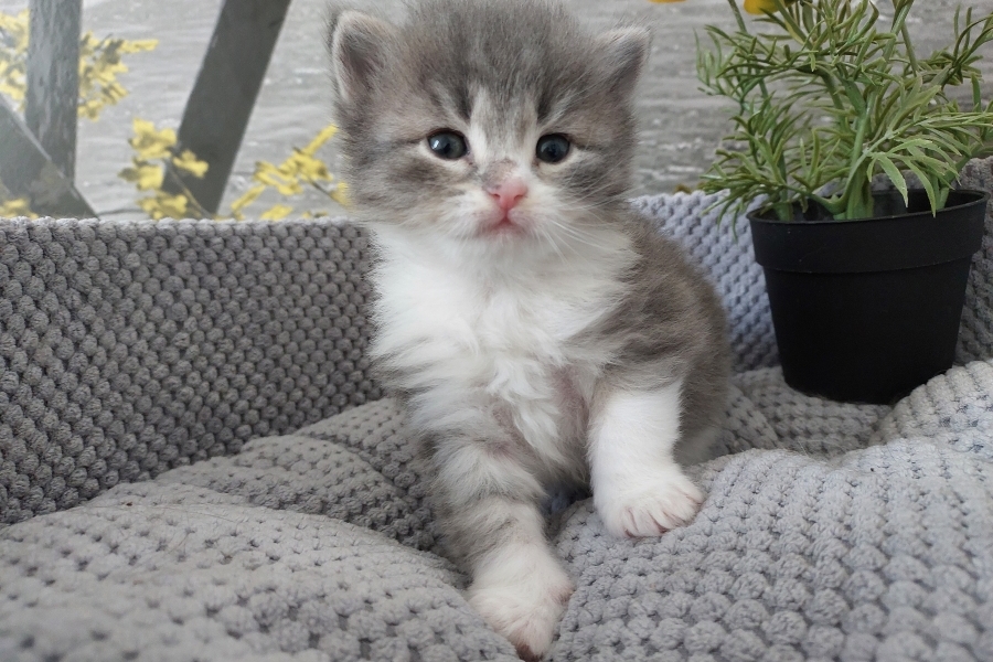 PINOT GRIGGIO Pure Posh*PL