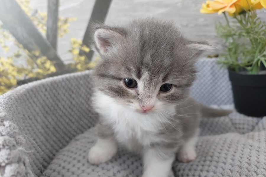 PINOT GRIGGIO Pure Posh*PL