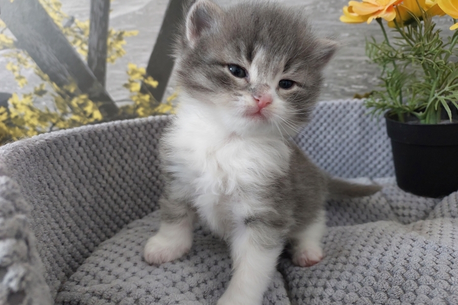 PINOT GRIGGIO Pure Posh*PL