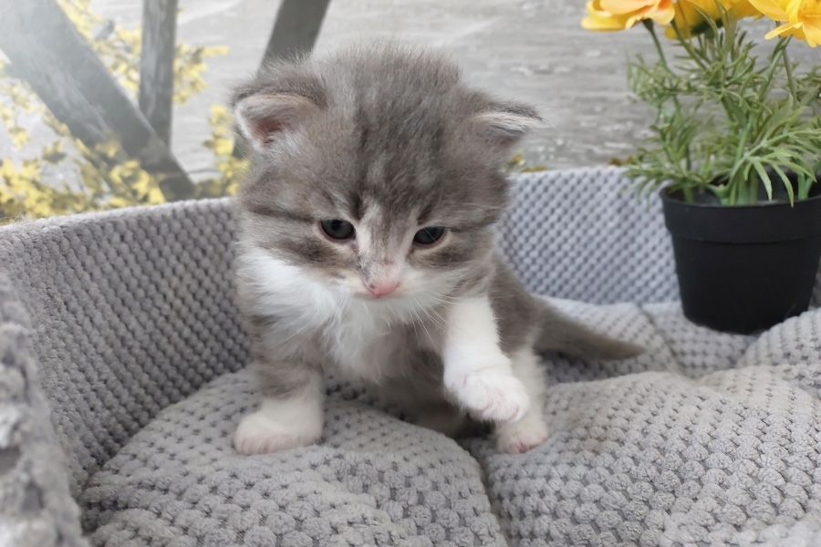 PINOT GRIGGIO Pure Posh*PL