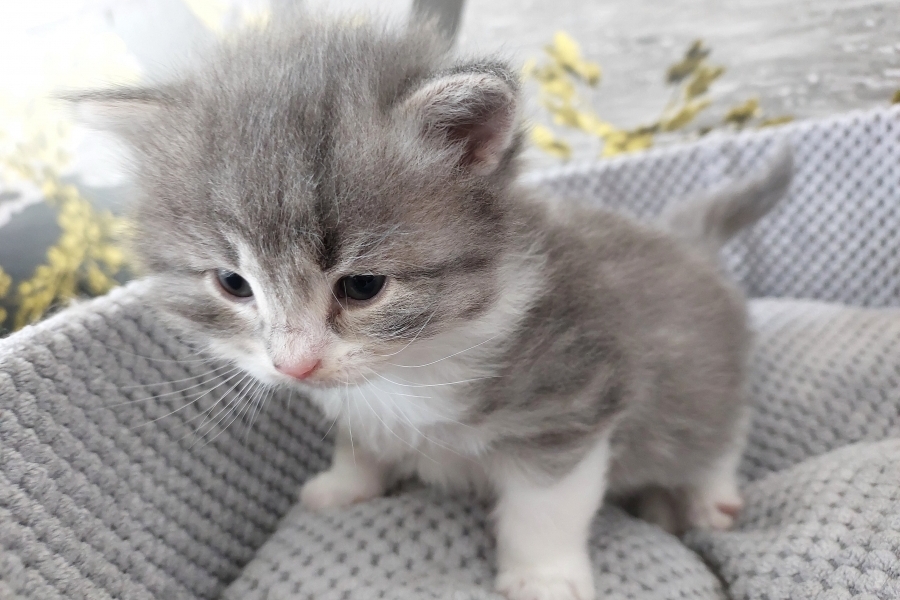 PINOT GRIGGIO Pure Posh*PL