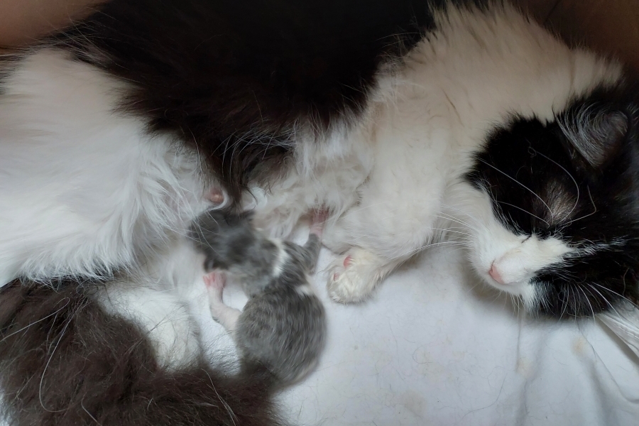 PINOT GRIGGIO Pure Posh*PL